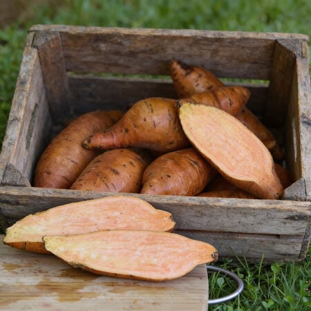 "Bunch" Porto Rico, Sweet Potato Slips - 25 Potato Slips image number null